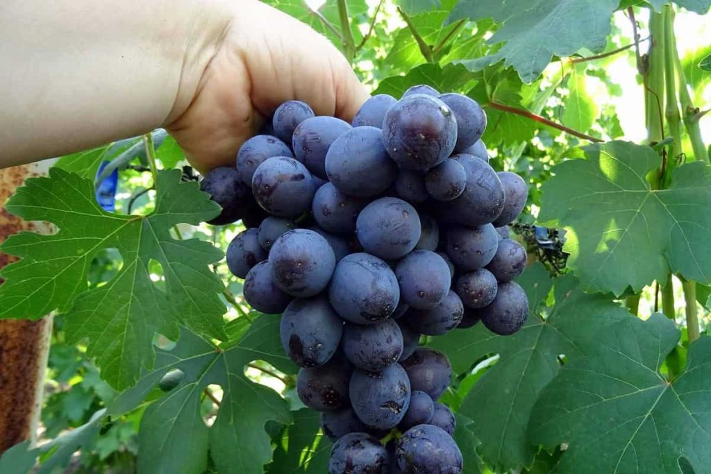 تعبیر خواب انگور سیاه، قرمز و سبز 560 تعبیر خواب انگور