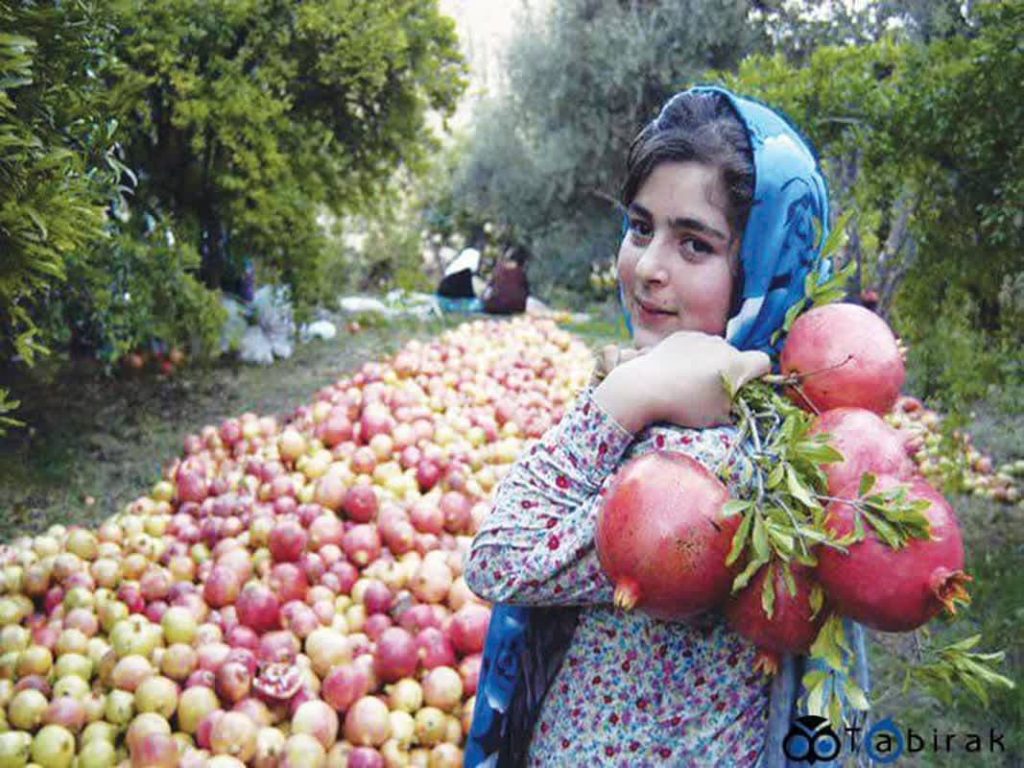 تعبیر خواب انار| خوردن انار قرمز و شیرین 531 تعبیر خواب انار| خوردن انار قرمز و شیرین