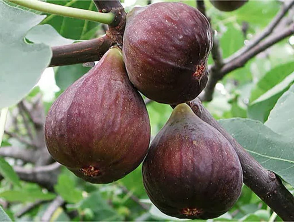 تعبیر خواب انجیر| انجیر خوردن 528 39 تعبیر خواب انجیر که باید بدانید