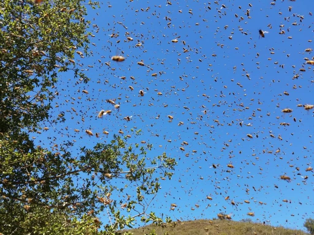 تعبیر خواب زنبور| 13 تعبیر دیدن زنبور در خواب 484 تعبیر خواب زنبور