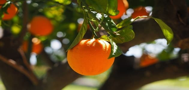 تعبیر خواب پرتقال شیرین