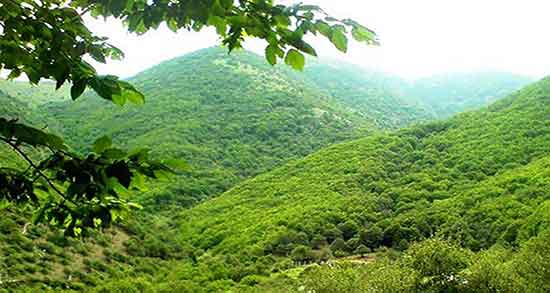 تعبیر خواب جنگل سرسبز