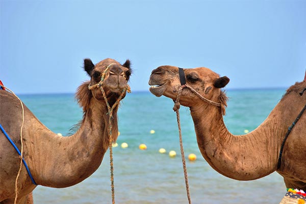 تعبیر خواب شتر برای زن متاهل