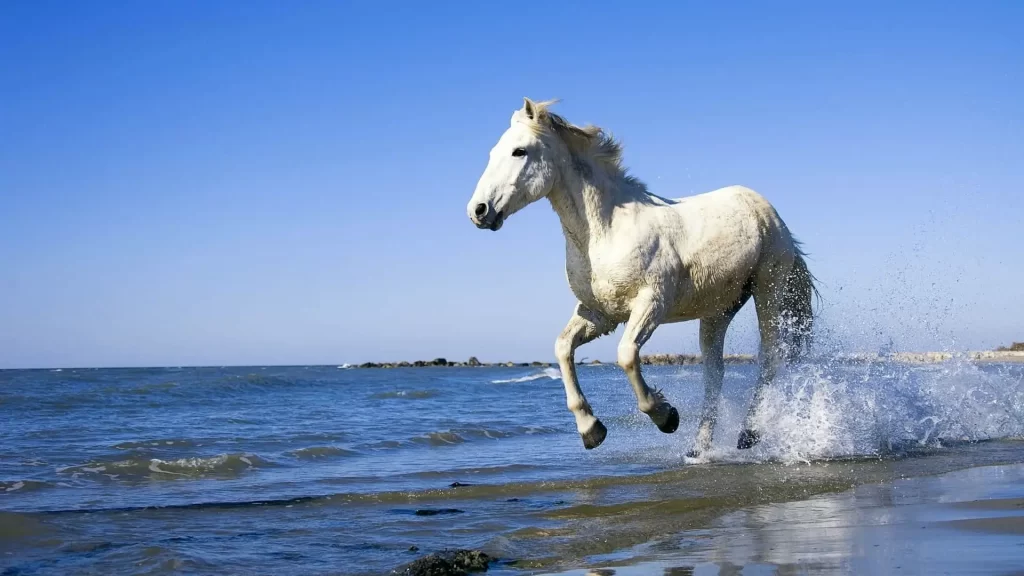 49 تعبیر خواب اسب سفید برای دختر مجرد، زن بیوه،زن متاهل 324 29 تعبیر خواب اسب سفید برای دختر مجرد