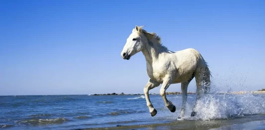 29 تعبیر خواب اسب سفید برای دختر مجرد