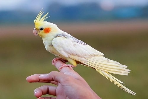 تعبیر خواب عروس هلندی 1 تع