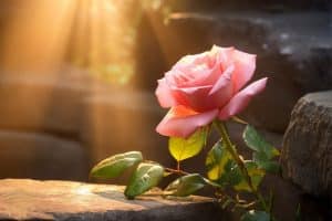 بهترین نوشیدنی برای خواب راحت در بهار 1 تعبیر خواب گل رز قرمز