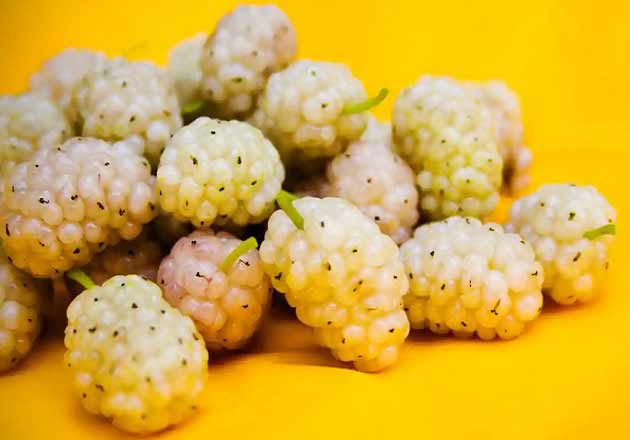 تعبیر خواب توت سفید 2 تعبیر خواب توت حضرت یوسف