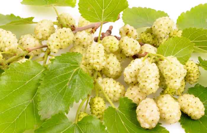 تعبیر خواب توت سفید 1 تعبیر خواب توت امام جعفر صادق