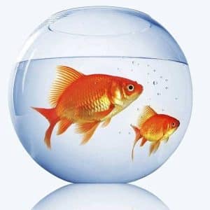 نه به ماهی قرمز